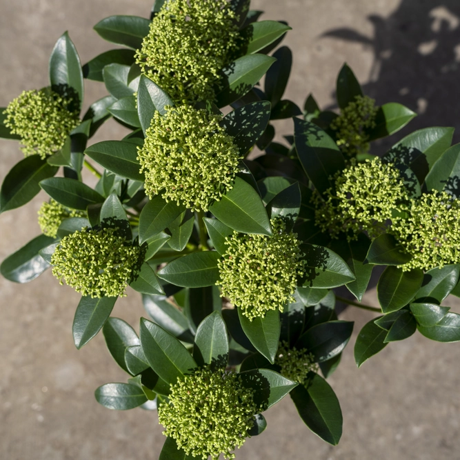 Skimmia 'Fragrant Cloud' (Pot Size 2L) Skimmia - image 1