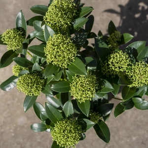 Skimmia 'Fragrant Cloud' (Pot Size 2L) Skimmia - image 1