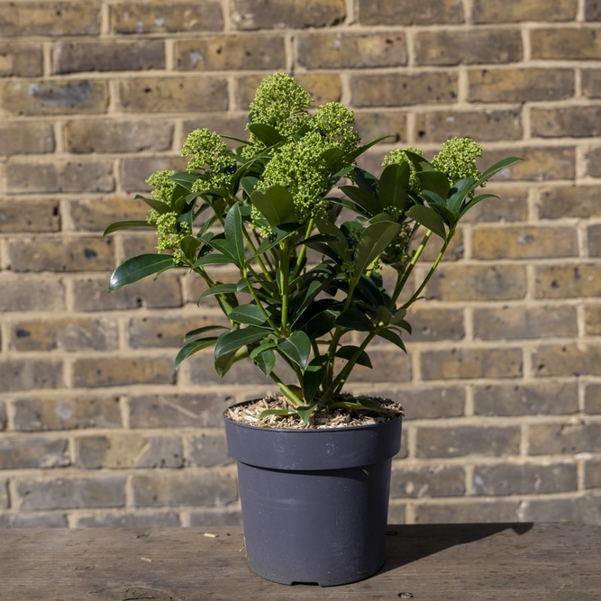 Skimmia 'Fragrant Cloud' (Pot Size 2L) Skimmia - image 2