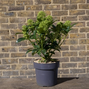 Skimmia 'Fragrant Cloud' (Pot Size 2L) Skimmia - image 2