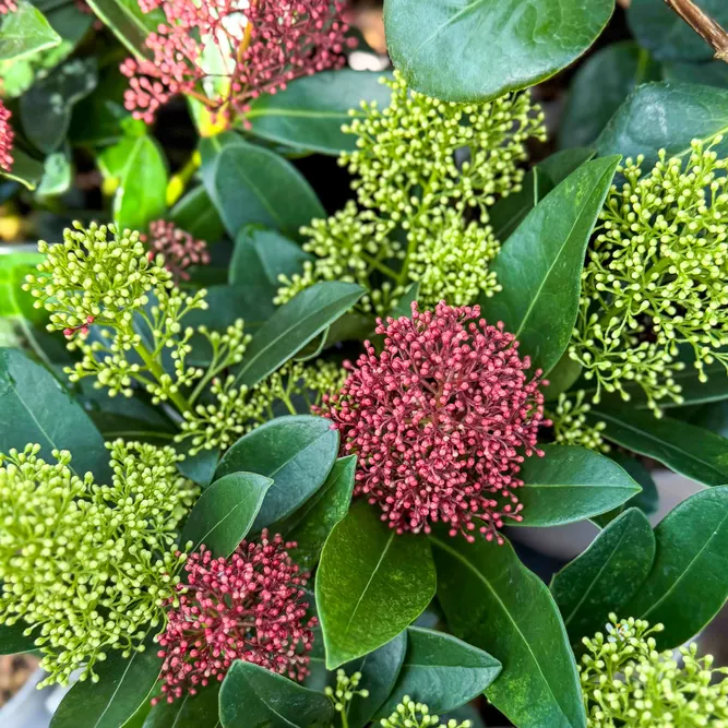 Skimmia japonica 'Double Diamond' (Pot Size 19cm ) Red & Yellow Berry Skimmia - image 1