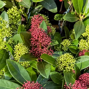 Skimmia japonica 'Double Diamond' (Pot Size 19cm ) Red & Yellow Berry Skimmia - image 2