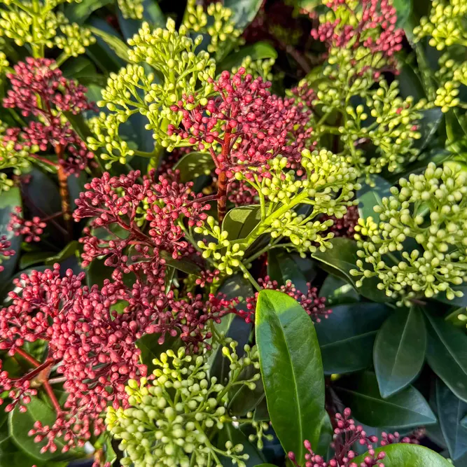 Skimmia japonica 'Festival' (Pot Size 15cm ) Red & Yellow Berry Skimmia