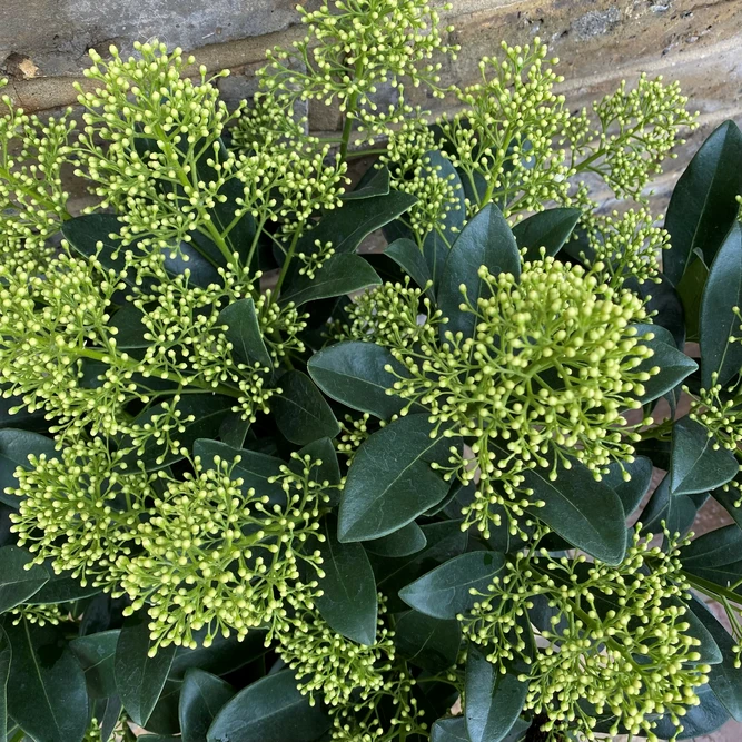 Skimmia japonica 'Finchy' (L) - image 1