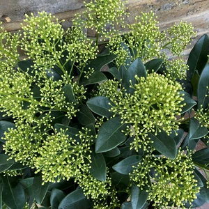 Skimmia japonica 'Finchy' (L) - image 1