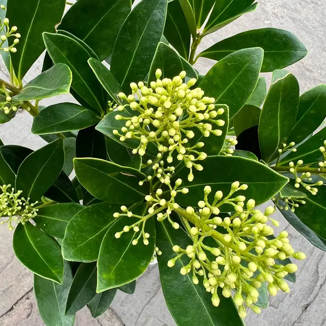 Skimmia japonica 'Finchy' (Pot Size 19cm) - image 2