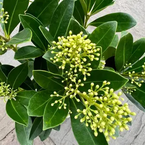 Skimmia japonica 'Finchy' (Pot Size 19cm) - image 2