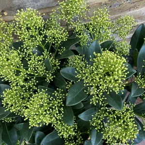 Skimmia japonica 'Finchy' (Pot Size 19cm) - image 1