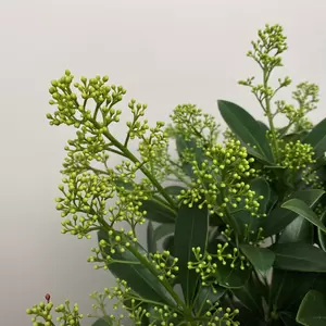 Skimmia japonica 'Finchy' (Pot Size 1L) - image 2