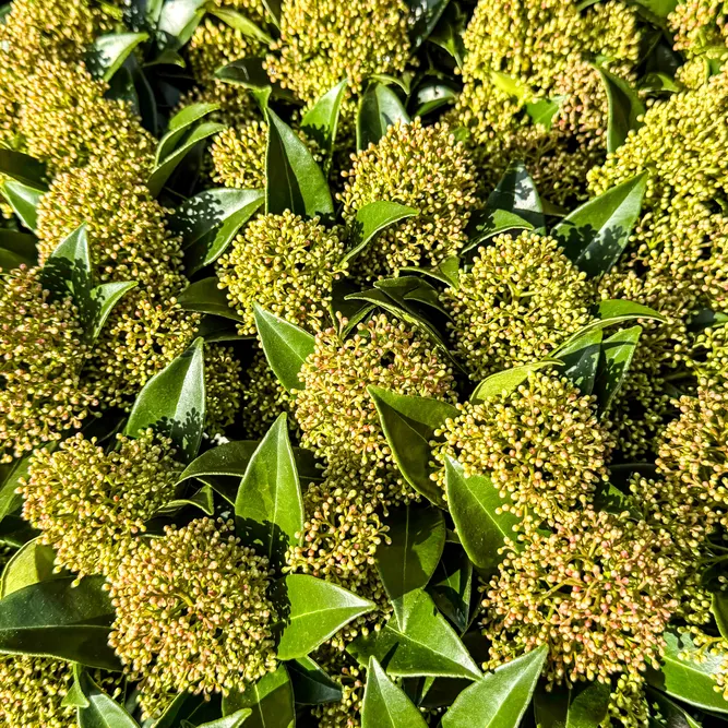 Skimmia japonica ‘Godrie’s Dwarf’ (S) - image 2