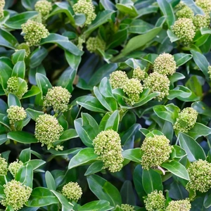 Skimmia japonica ‘Godrie’s Dwarf’ (S) - image 1