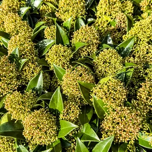 Skimmia japonica ‘Godrie’s Dwarf’ (Pot Size 27cm) Evergreen Skimmia ‘Godrie’s Dwarf’ - image 2