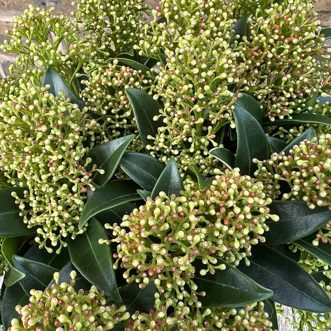 Skimmia japonica 'Marlot' - image 1