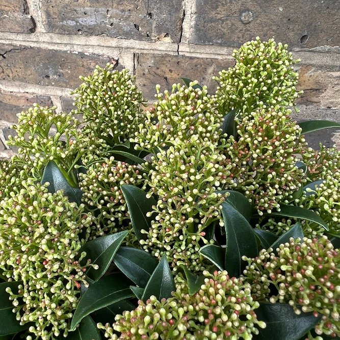 Skimmia japonica 'Marlot' - image 2