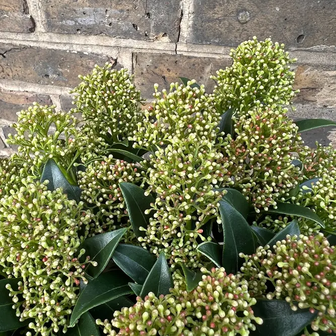 Skimmia japonica 'Marlot' (Pot Size 9.5cm) - image 2