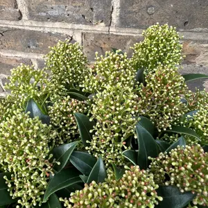 Skimmia japonica 'Marlot' (Pot Size 9.5cm) - image 2