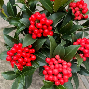 Skimmia japonica ‘O’Berries Red’