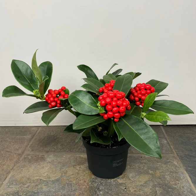Skimmia japonica O' Berries Red (Pot Size 12cm) - image 2