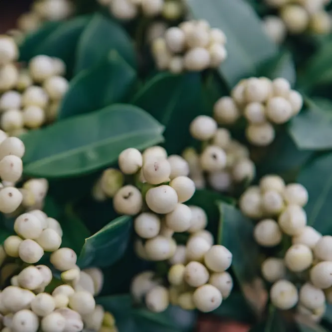 Skimmia japonica 'O'Berry White' (Pot Size 17cm)