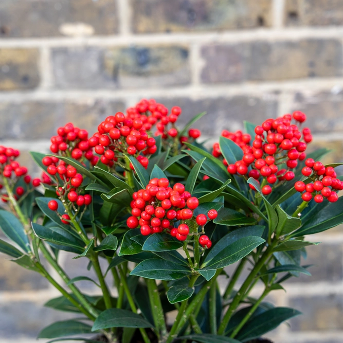 Skimmia japonica 'Pabella' (2XL) - image 1