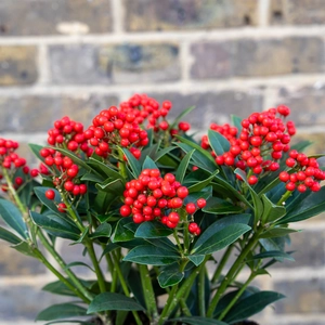 Skimmia japonica 'Pabella' (2XL) - image 1