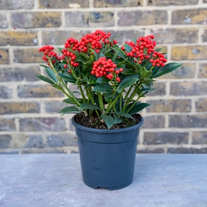 Skimmia japonica 'Pabella' (2XL) - image 2