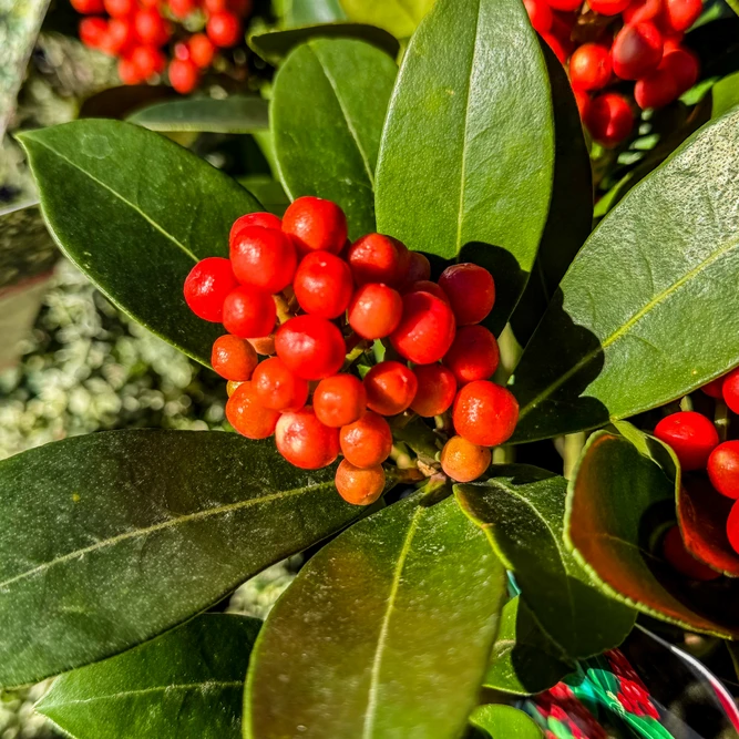 Skimmia japonica 'Pabella' (M) - image 1