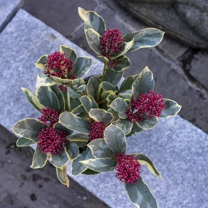 Skimmia  japonica 'Perosa' (S) - image 1