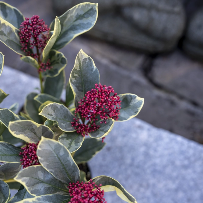 Skimmia  japonica 'Perosa' (S) - image 2
