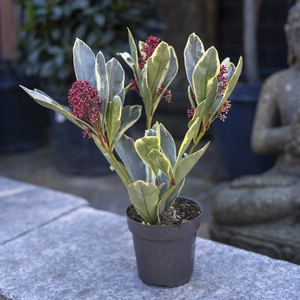 Skimmia  japonica 'Perosa' (S) - image 3