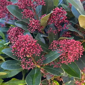 Skimmia japonica 'Red Dwarf'