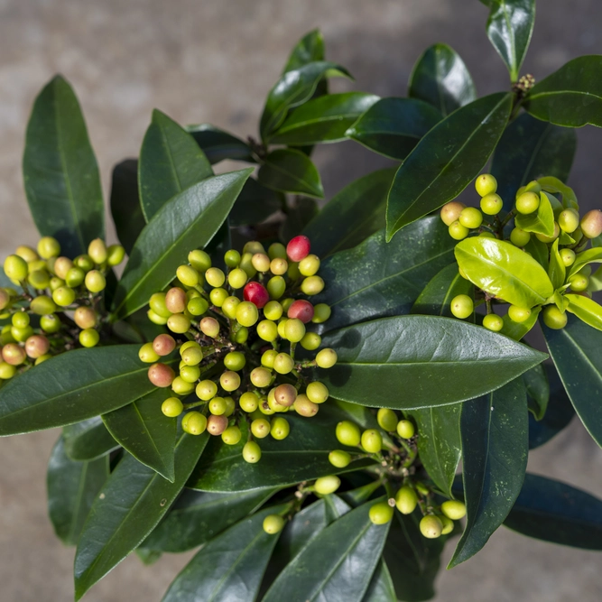 Skimmia japonica Reevesiana (S) - image 2
