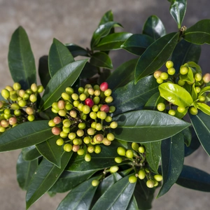 Skimmia japonica Reevesiana (S) - image 2