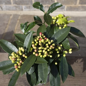 Skimmia japonica Reevesiana (S) - image 3