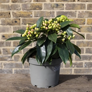 Skimmia japonica Reevesiana (S) - image 4