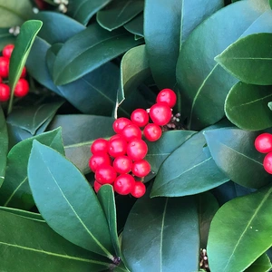 Skimmia japonica Reevesiana (S) - image 1