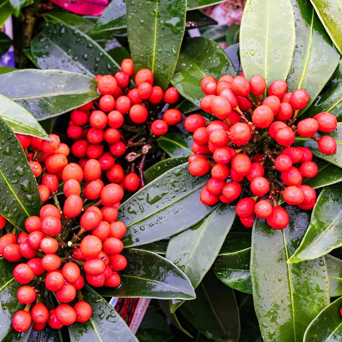 Skimmia  japonica 'Reevesiana' (L)