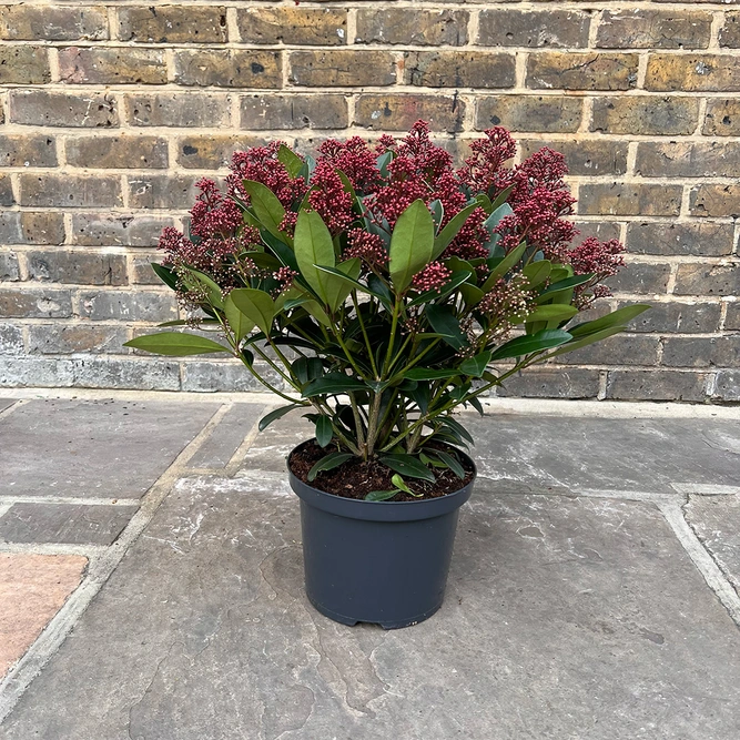 Skimmia japonica 'Rubella' (Pot Size 9.5cm) - image 3