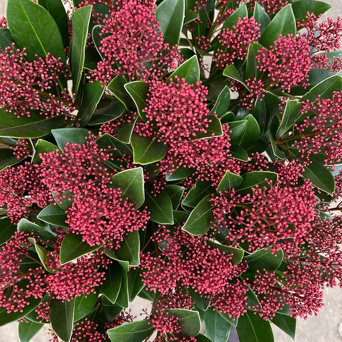 Skimmia japonica 'Rubella' (6XL) - image 1