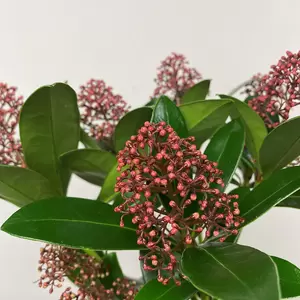 Skimmia japonica 'Rubella' (Pot Size 10.5cm) - image 2