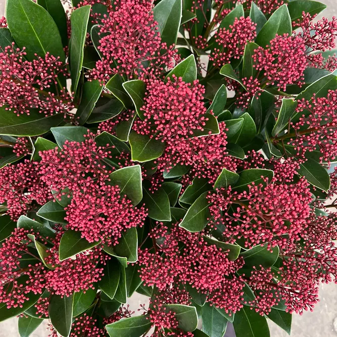 Skimmia japonica 'Rubella' (Pot Size 9.5cm) - image 1
