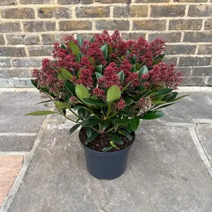 Skimmia japonica 'Rubella' (Pot Size 9.5cm) - image 2