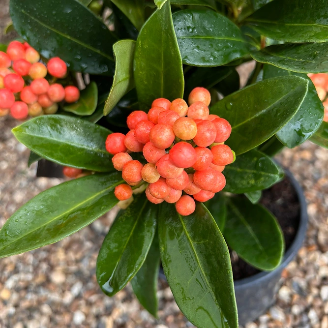 Skimmia japonica 'Temptation' (Pot Size L)