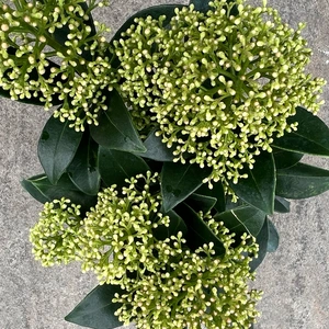 Skimmia japonica 'White Dwarf'