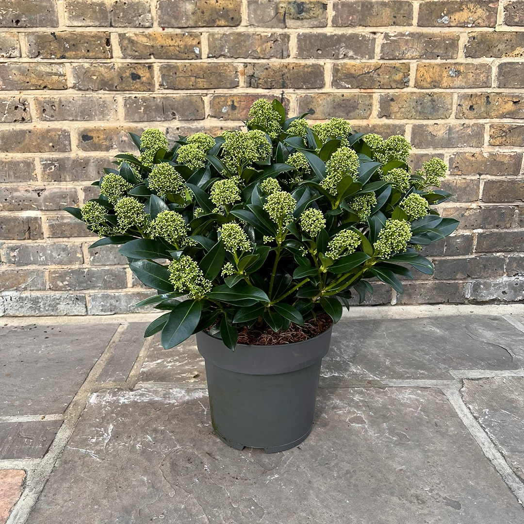 Skimmia japonica 'White Globe' (Pot Size 29cm) Skimmia from Boma Garden Centre