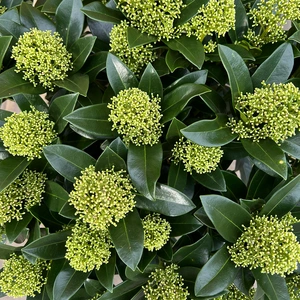 Skimmia japonica 'White Globe' (Pot Size 23cm) Skimmia