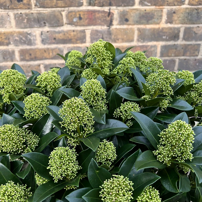 Skimmia japonica 'White Globe' (Pot Size 29cm) Skimmia - image 3