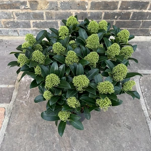 Skimmia japonica 'White Globe' (Pot Size 23cm) Skimmia - image 3