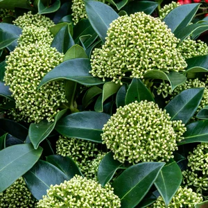 Skimmia japonica 'White Globe' (XL) - image 1