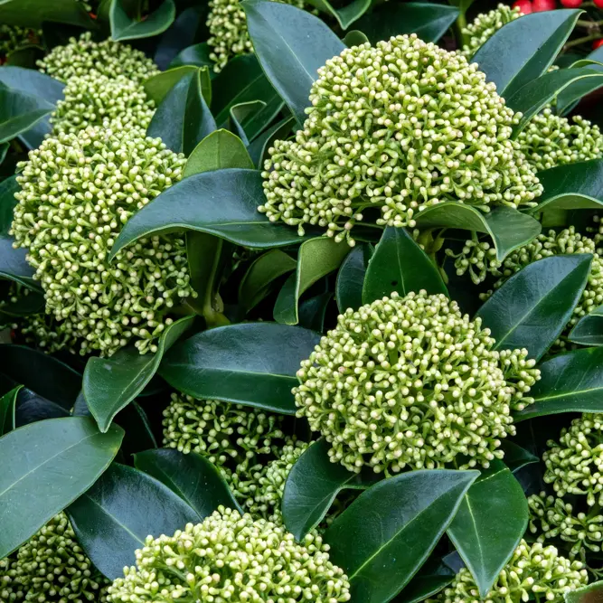 Skimmia japonica 'White Globe' (Pot Size 3L) - image 2
